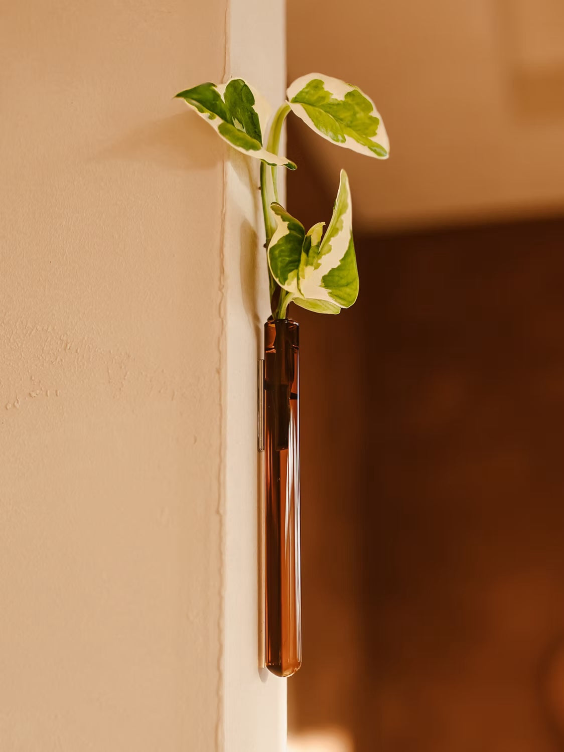 Muurbloempjes1-packAmber__1