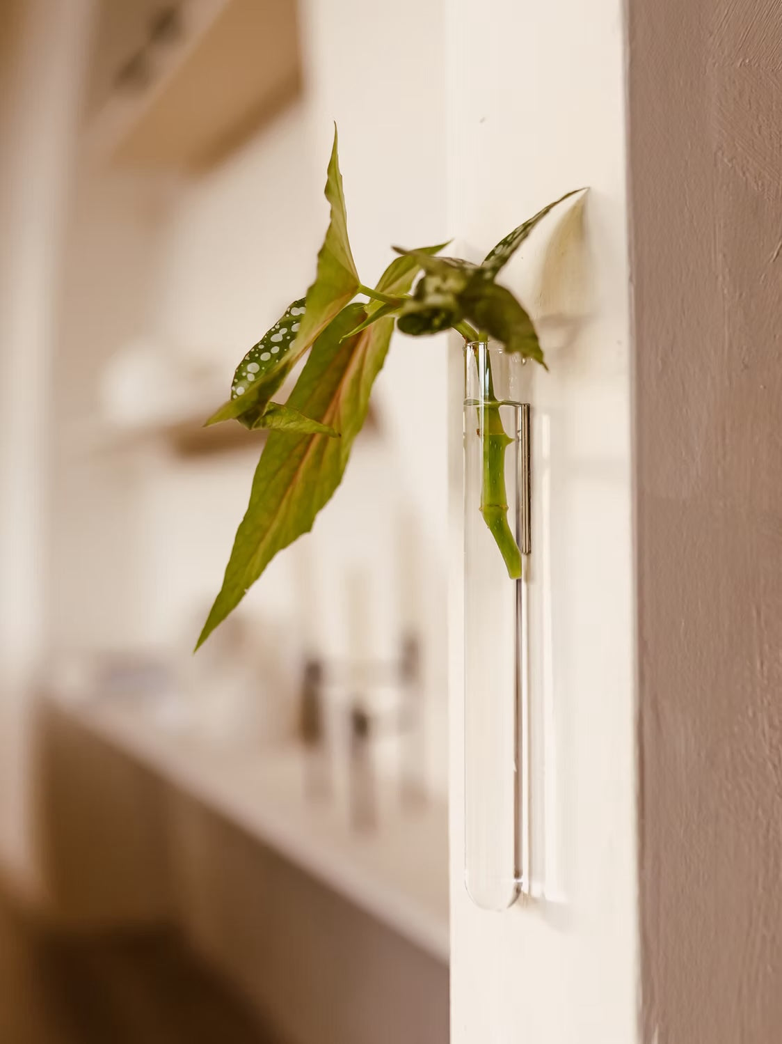 Muurbloempjes1-packTransparant__1