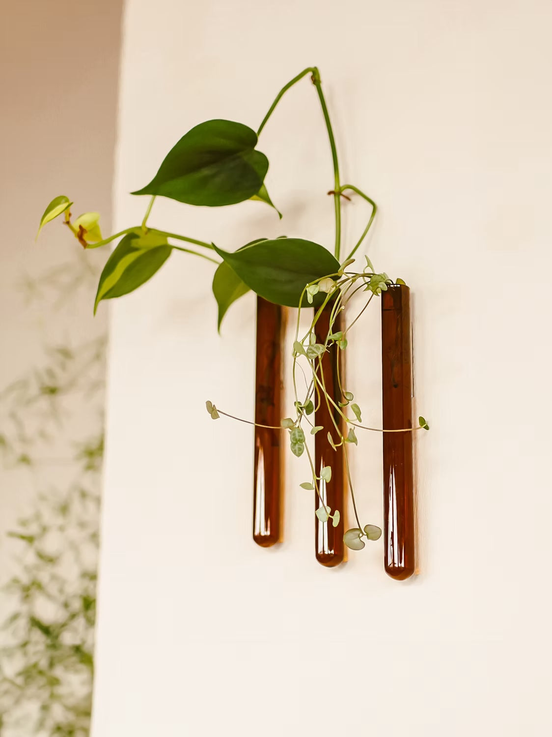 Muurbloempjes3-packAmber__1