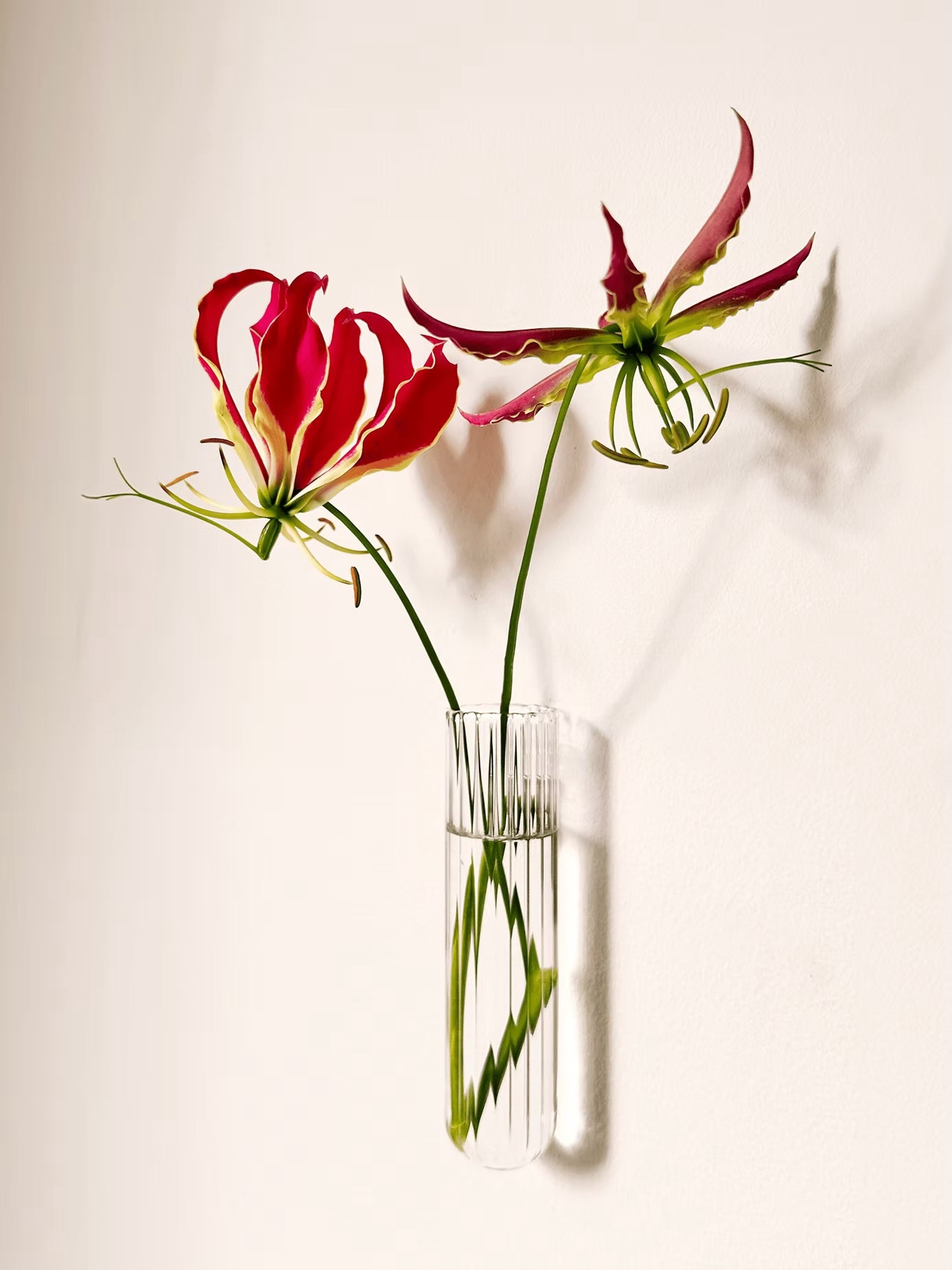 MuurbloempjesXL-1packTransparant__1