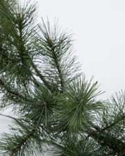 WreathHDGiantD;65cmNature__4