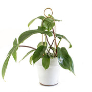 Plantensteun Pompom klein Messing van Botanopia te koop bij LEEF mode en accessoires Meppel